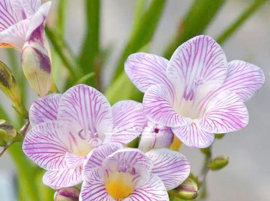 球根兰花有哪些？球根兰花的养护方法是什么？