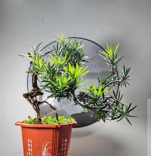 罗汉松哪种品种更值得购买？