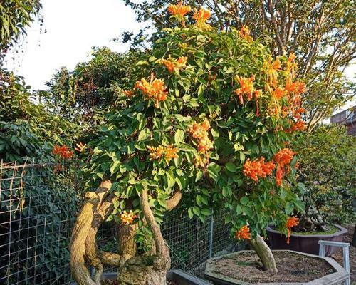 锦屏藤种植步骤是什么？如何保证锦屏藤生长良好？