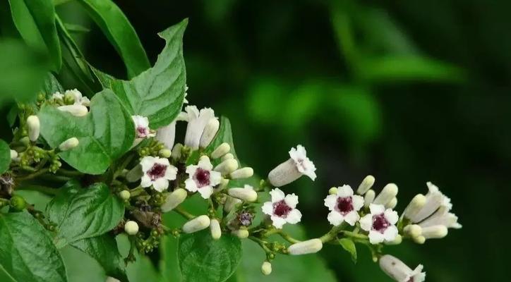 锦屏藤种植步骤是什么？如何保证锦屏藤生长良好？