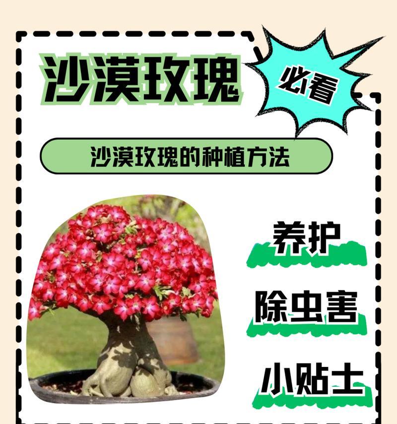 沙漠玫瑰的养殖方法是什么？养殖沙漠玫瑰需要注意什么？