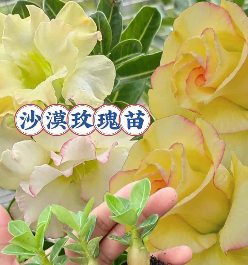 沙漠玫瑰的养殖方法是什么？养殖沙漠玫瑰需要注意什么？