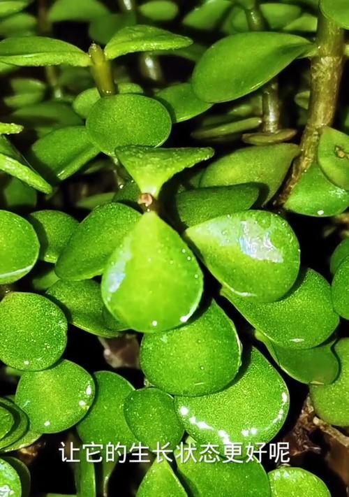植物金枝玉叶怎么养？了解其生长习性！