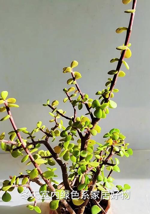 植物金枝玉叶怎么养？了解其生长习性！