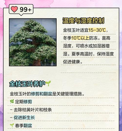 植物金枝玉叶怎么养？了解其生长习性！