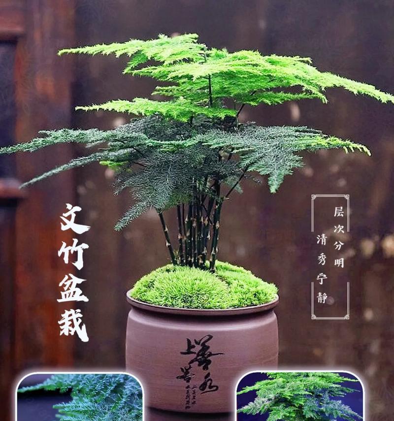 盆栽竹子的养护技巧有哪些？如何成功盆栽竹子？