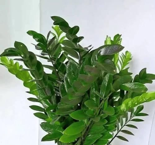 家里养什么花最合适？
