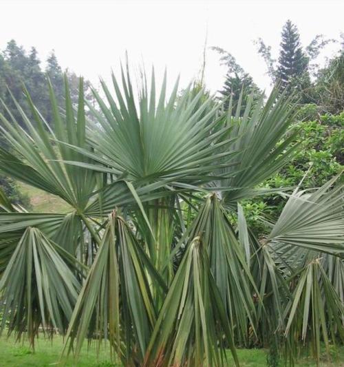 棕榈类植物包括哪些？棕榈类植物的养护技巧是什么？