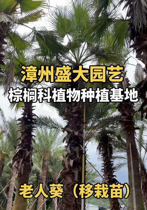 棕榈类植物包括哪些？棕榈类植物的养护技巧是什么？