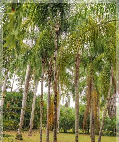棕榈类植物包括哪些？棕榈类植物的养护技巧是什么？