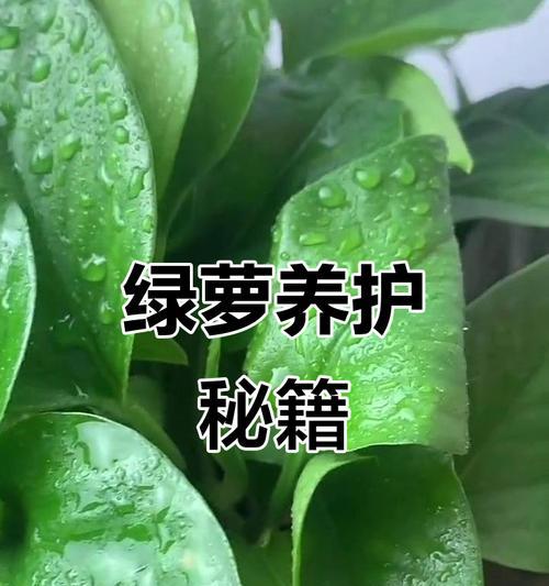 绿萝的养殖技巧有哪些？