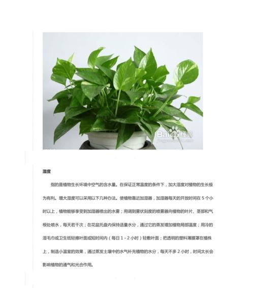 绿萝的养殖技巧有哪些？