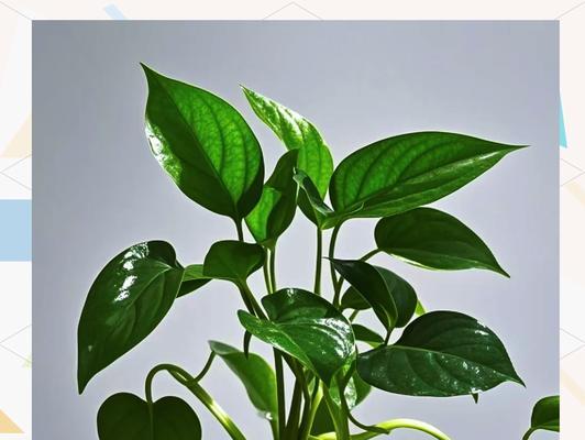 绿萝的养殖技巧有哪些？