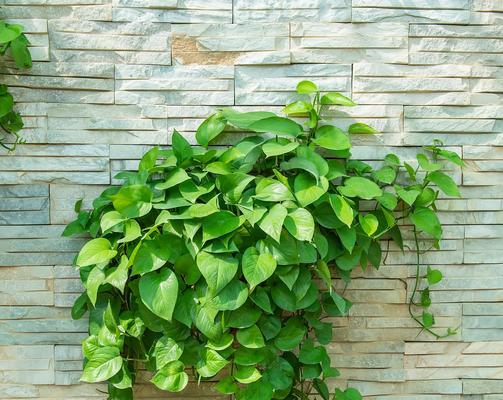 空气植物有哪些种类？它们对环境有何影响？