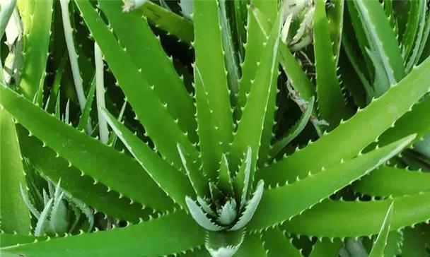 空气植物有哪些种类？它们对环境有何影响？