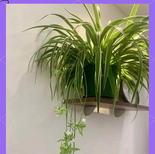 空气植物有哪些种类？它们对环境有何影响？