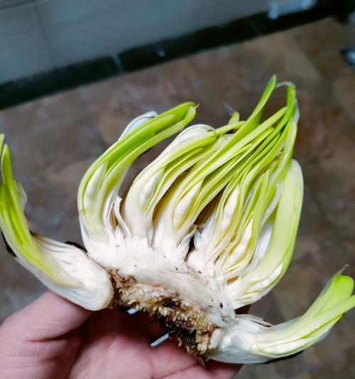 水仙花球处理方法有哪些？怎样才能养好水仙？