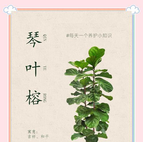 叶榕的养护技巧有哪些？如何让叶榕保持健康？