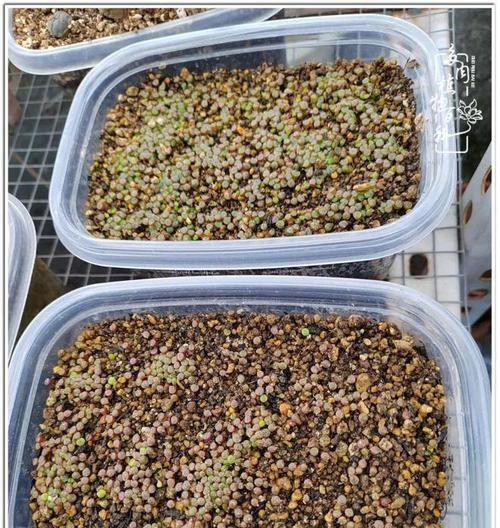 石生花上盆步骤是什么？需要注意哪些事项？