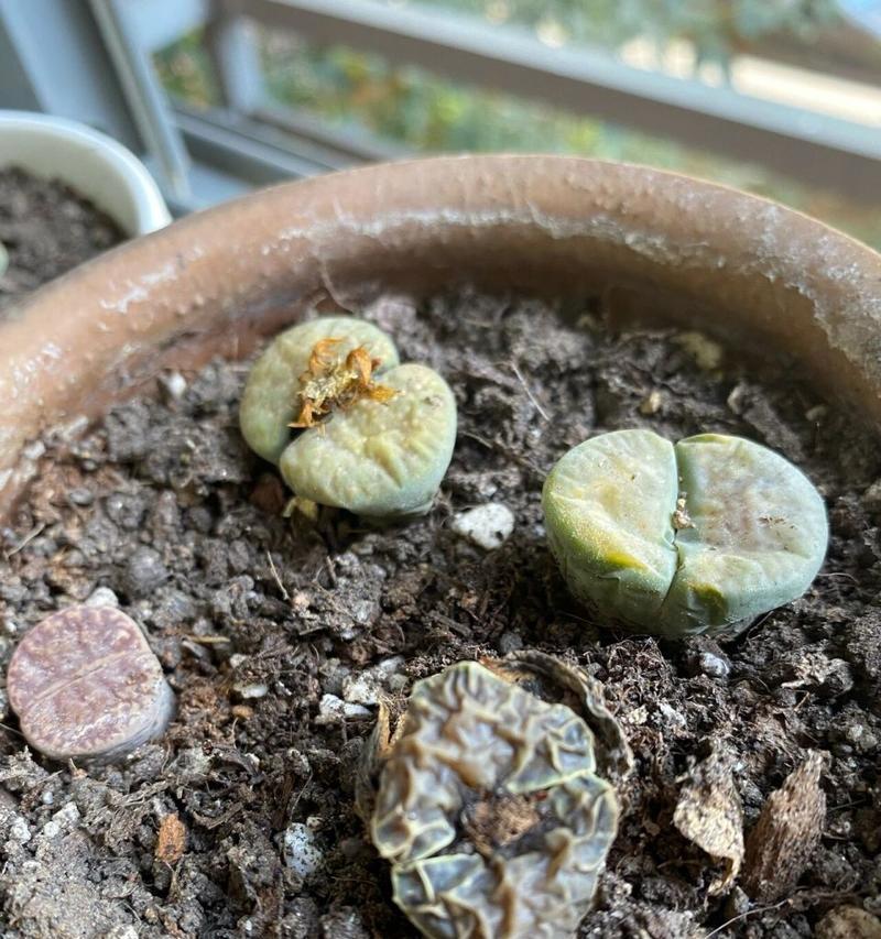 石生花上盆步骤是什么？需要注意哪些事项？