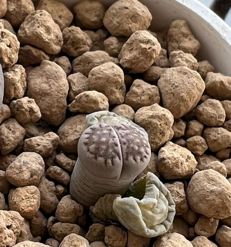 石生花上盆步骤是什么？需要注意哪些事项？