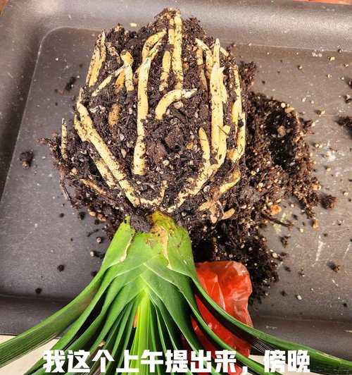 君子兰夹箭的解决方法和预防措施是什么？