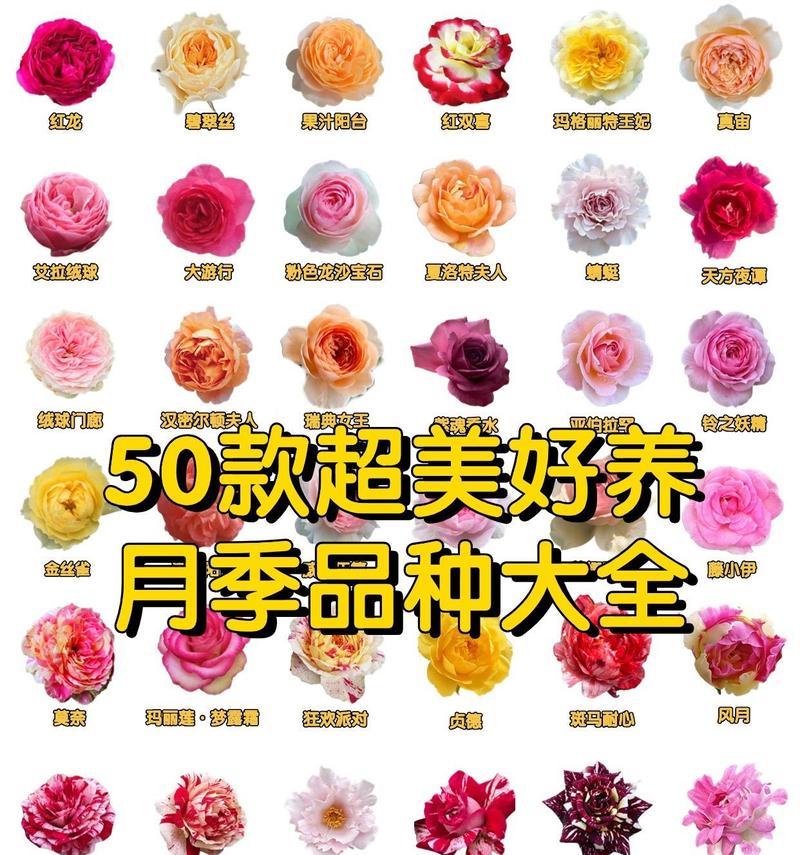 月季有哪些品种？夜来香月季品种有何特性？