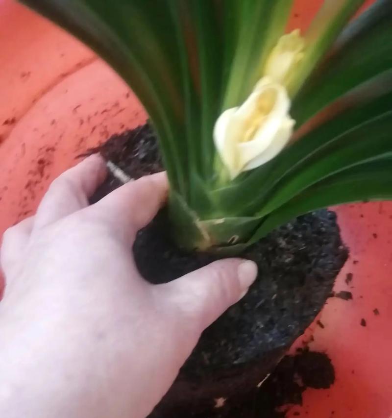 夏天君子兰夹箭问题如何处理？