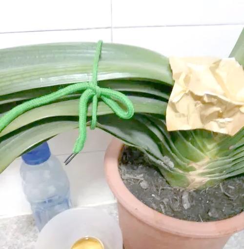 夏天君子兰夹箭问题如何处理？