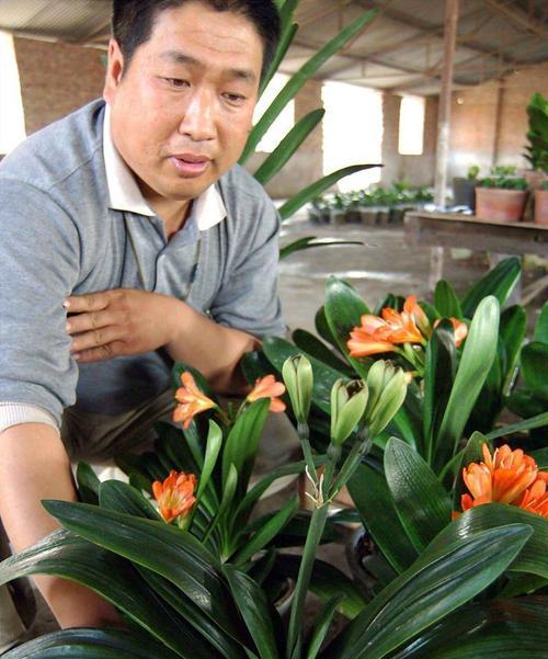 夏天君子兰夹箭问题如何处理？
