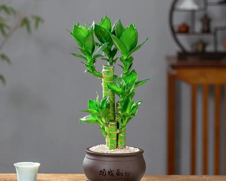 盆栽富贵竹的正确方法是什么？怎样才能养好盆栽富贵竹？