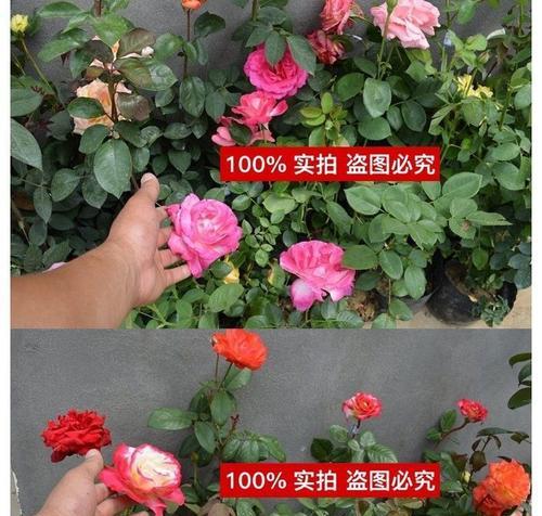 玫瑰盆栽什么时候开花？如何促进其开花？