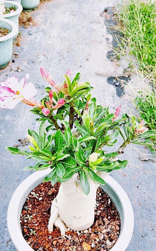 玫瑰盆栽什么时候开花？如何促进其开花？