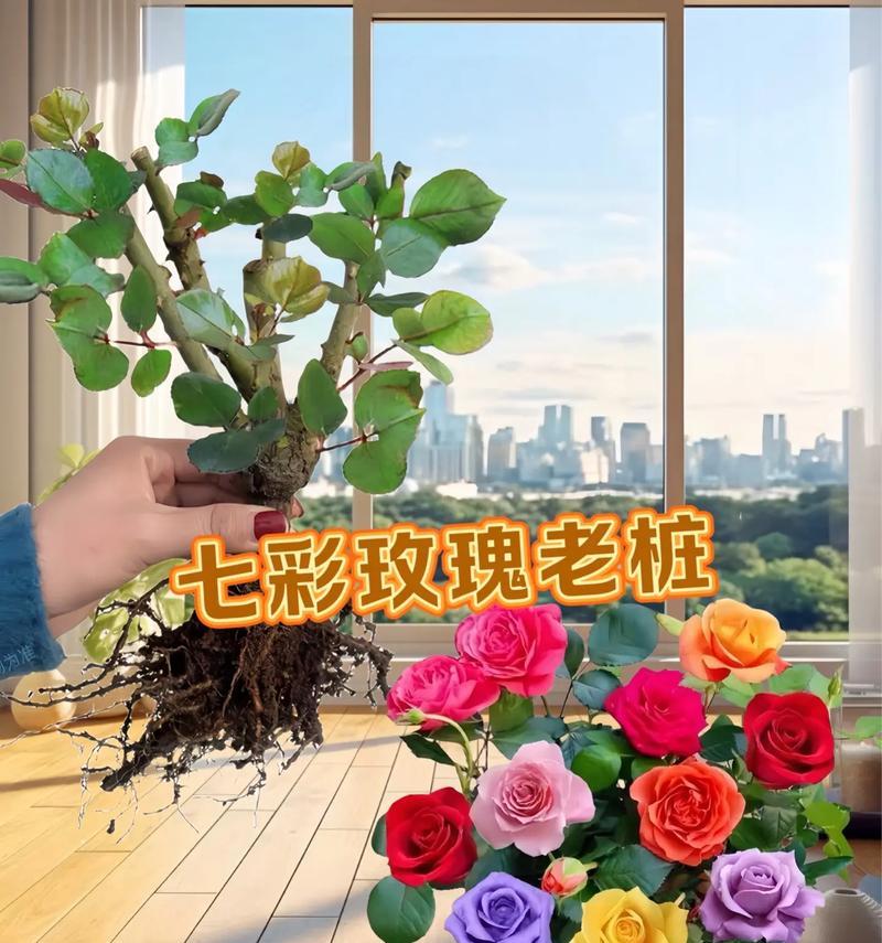 玫瑰盆栽什么时候开花？如何促进其开花？