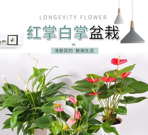 红掌水养的正确方法是什么？