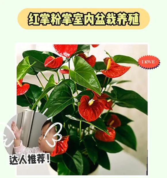 红掌水养的正确方法是什么？