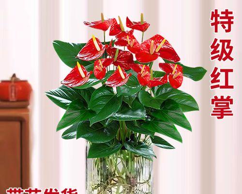 红掌水养的正确方法是什么？