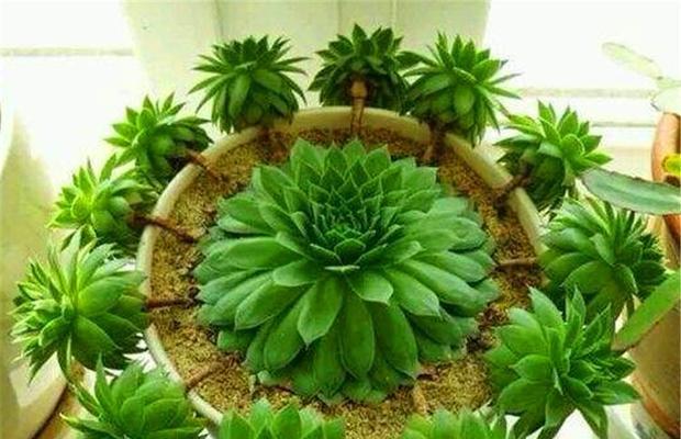 观音莲品种有哪些？如何正确养护观音莲？
