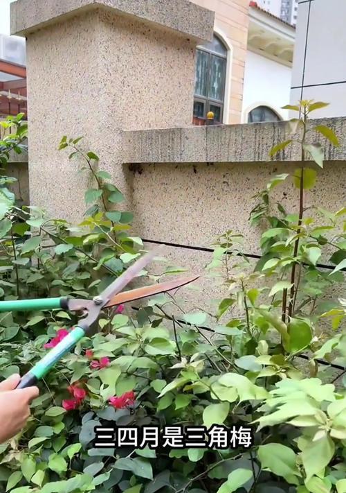 栀子花移栽的步骤是什么？栀子花移栽的注意事项？