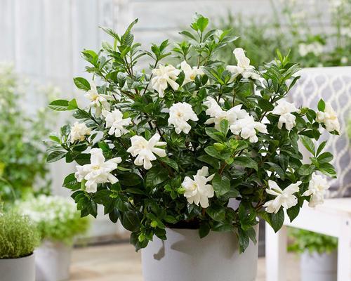 栀子花移栽的步骤是什么？栀子花移栽的注意事项？