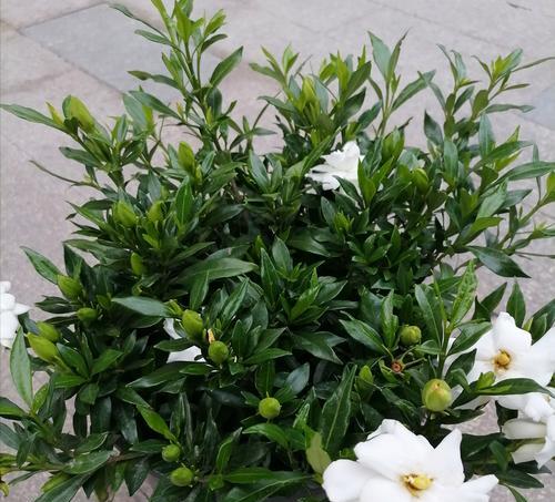 栀子花移栽的步骤是什么？栀子花移栽的注意事项？