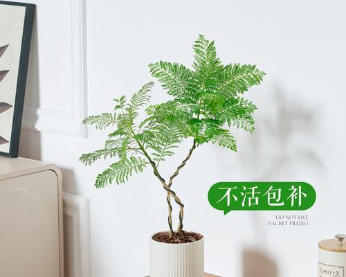 办公室桌上花卉推荐：哪些花最适合？