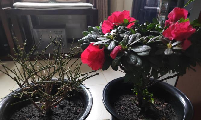 用什么养花？适合花卉生长的土壤和肥料是什么？