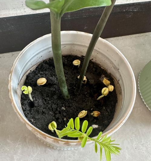 用什么养花？适合花卉生长的土壤和肥料是什么？