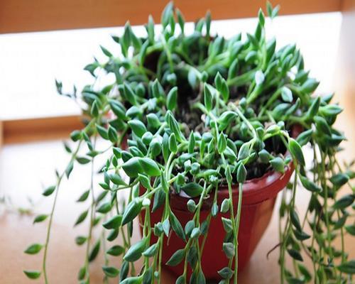 植物佛珠的浇水技巧有哪些？