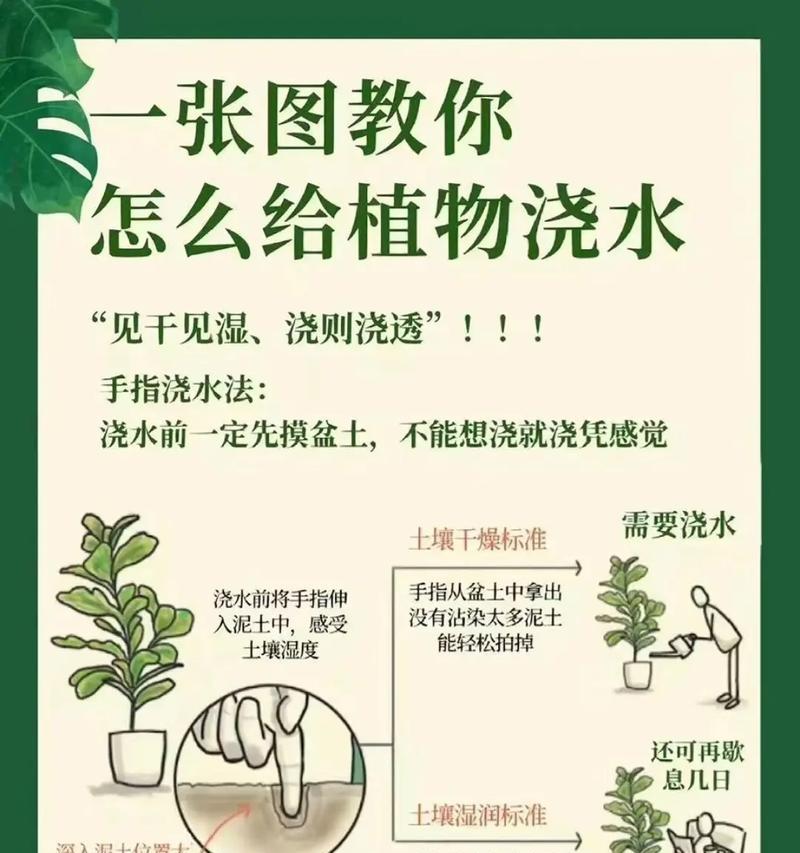 植物佛珠的浇水技巧有哪些？