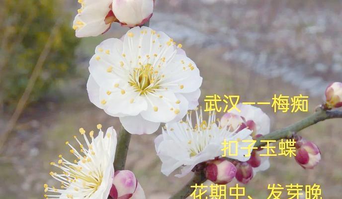 梅花的介绍要点是什么？