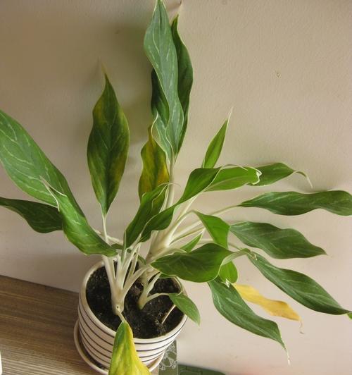 白马王子花卉的正确养护方法？