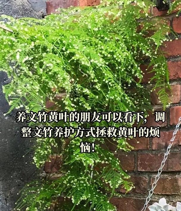 白马王子花卉的正确养护方法？