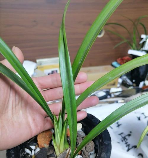 白马王子花卉的正确养护方法？